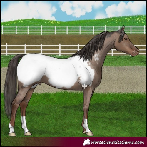 Horse Color:Liver Red Dun Appaloosa 