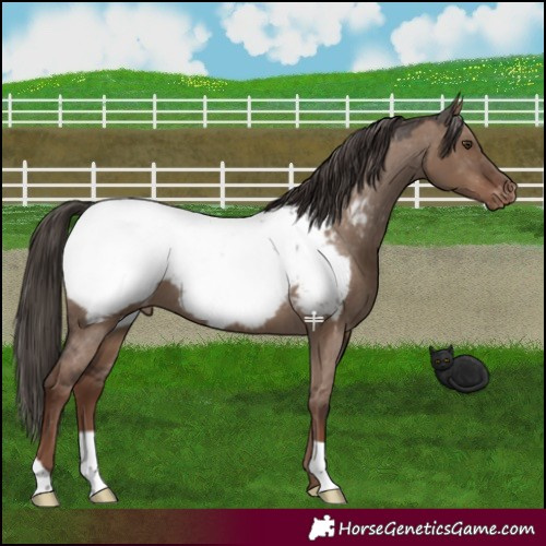 Horse Color:Liver Red Dun Appaloosa 