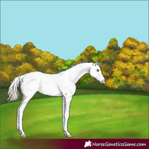 Horse Color:Chocolate Palomino Dun Mushroom Fewspot Brindle 