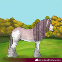 Horse Color:Painted Bay Ice Dun Sabino Splash 