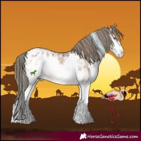 Horse Color:Painted White Spotted Brown Ice Onyx Splash Appaloosa 