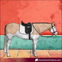 Horse Color:Amber Champagne Splash