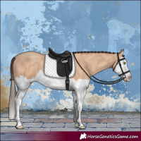Horse Color:Amber Champagne Splash
