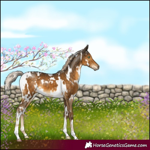 Horse Color:White Spotted Chocolate Palomino Mushroom