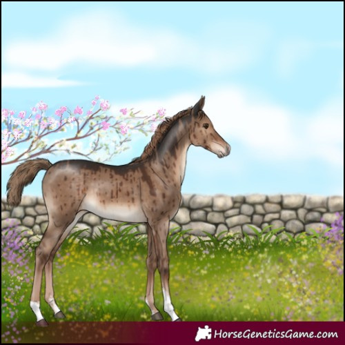 Horse Color:Liver Red Dun Sabino Rabicano Brindle 