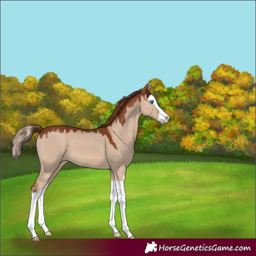 Horse Color:Red Dun Splash 