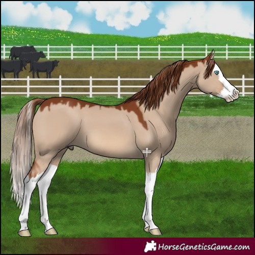 Horse Color:Red Dun Splash 