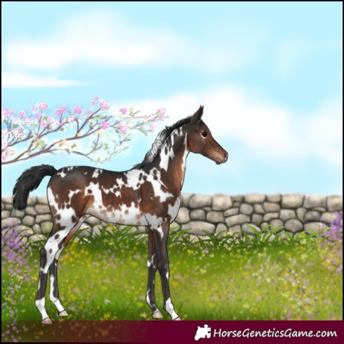 Horse Color:White Spotted Brown 