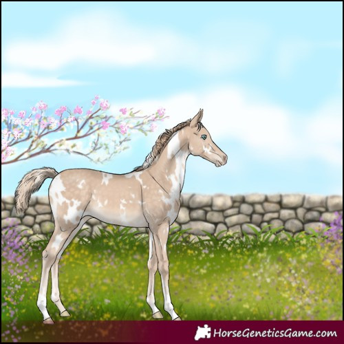 Horse Color:White Spotted Perlino 