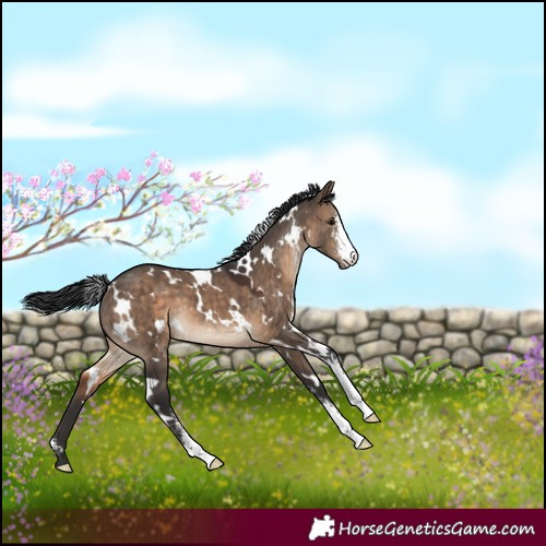 Horse Color:White Spotted Brown Dun Sabino 