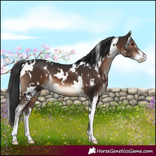 Horse Color:White Spotted Brown Sabino 