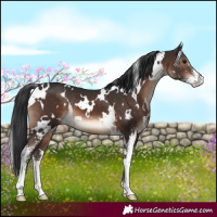 Horse Color:White Spotted Brown Sabino