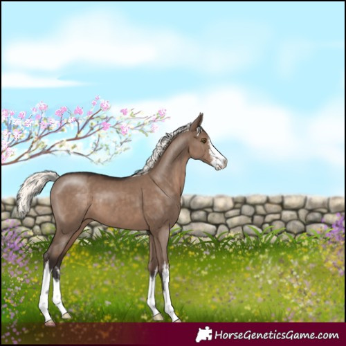 Horse Color:White Spotted Liver Red Dun Mushroom 