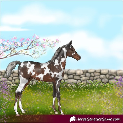 Horse Color:White Spotted Liver Chestnut Mushroom 