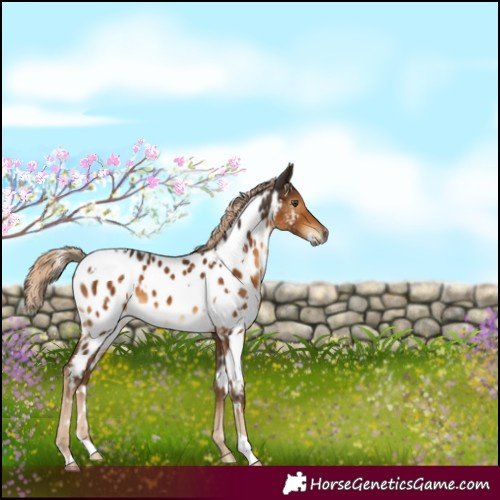 Horse Color:Gray White Spotted Chocolate Palomino Mushroom Appaloosa 
