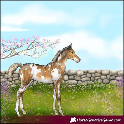 Horse Color:White Spotted Chocolate Palomino Dun Mushroom Brindle 
