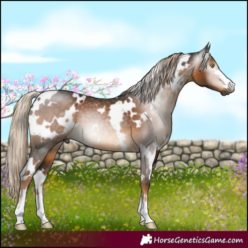 Horse Color:Gray White Spotted Chocolate Palomino Mushroom 