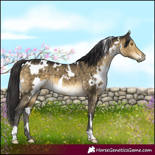 Horse Color:White Spotted Buckskin Dun Mushroom Brindle 