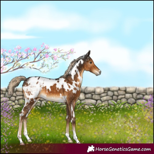 Horse Color:Gray White Spotted Chocolate Palomino Mushroom Blanket 