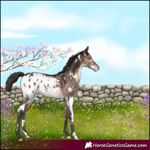 Horse Color:White Spotted Brown Dun Mushroom Blanket Brindle 