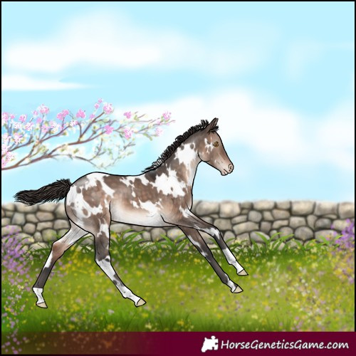 Horse Color:White Spotted Brown Dun Mushroom Varnish 
