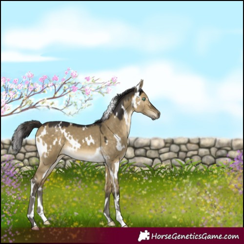 Horse Color:White Spotted Buckskin Dun Mushroom 