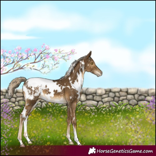 Horse Color:White Spotted Chocolate Palomino Mushroom Snowcap 