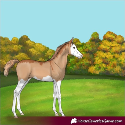 Horse Color:Red Dun Splash 