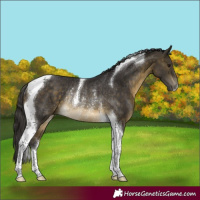 Horse Color:Buckskin Tobiano Rabicano