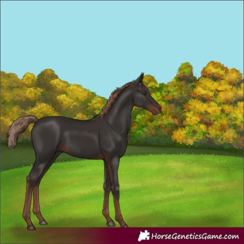 Horse Color:Liver Chestnut 