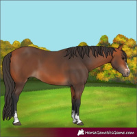 Horse Color:Bay 