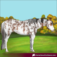 Horse Color:Bay Sabino Rabicano