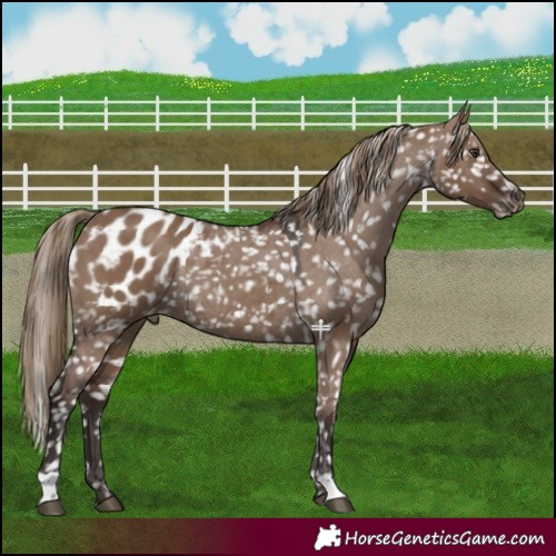Horse Color:Liver Red Dun Appaloosa Rabicano 