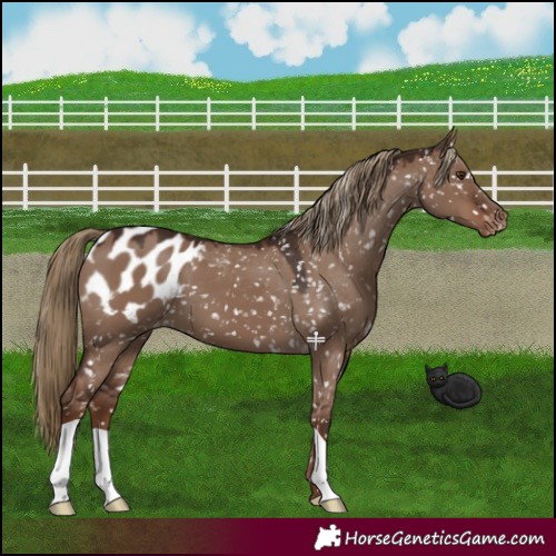Horse Color:Liver Red Dun Appaloosa 