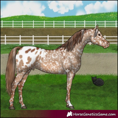 Horse Color:Red Dun Appaloosa 