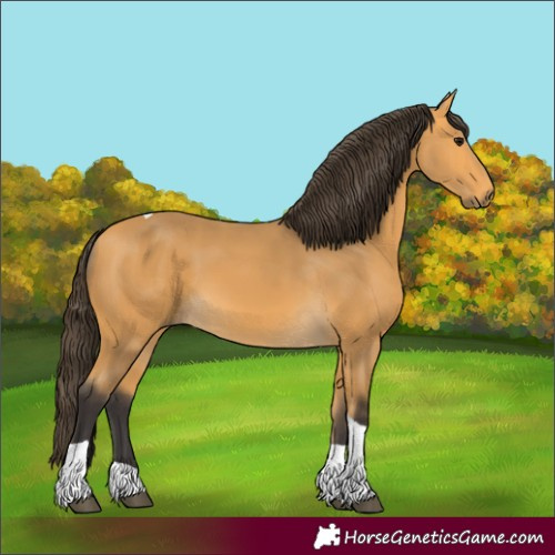 Horse Color:Buckskin Tobiano 