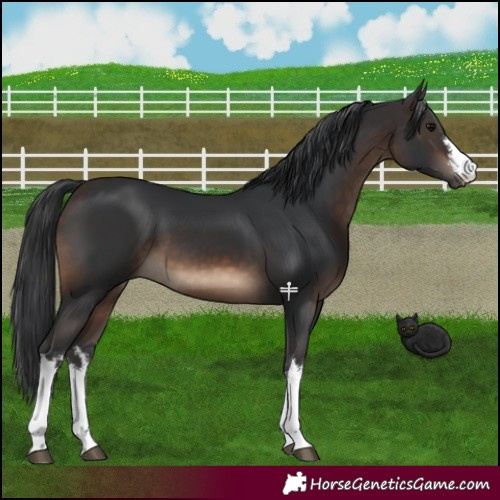 Horse Color:White Spotted Brown 