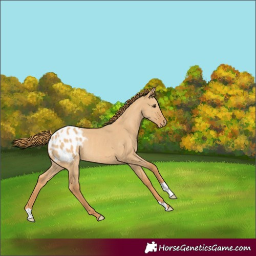 Horse Color:Red Dun Appaloosa Rabicano 