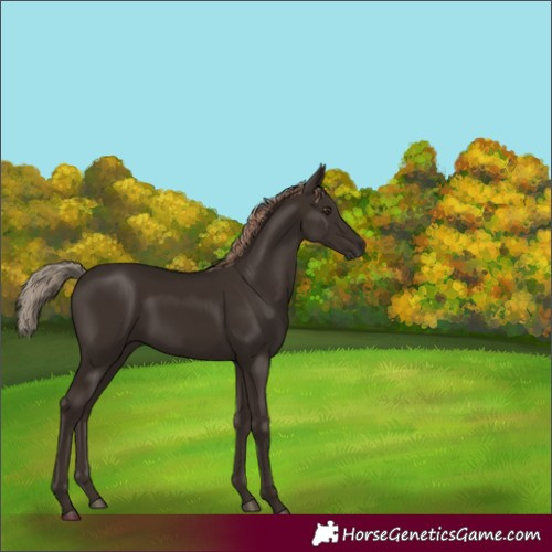Horse Color:Liver Chestnut 