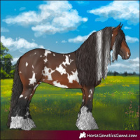 Horse Color:White Spotted Brown 
