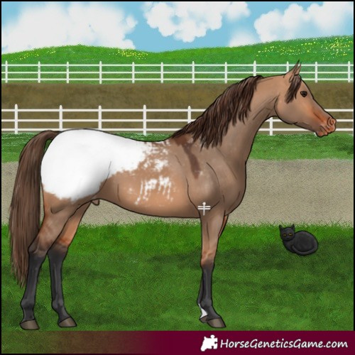 Horse Color:Bay Dun Appaloosa 