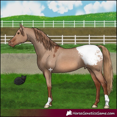 Horse Color:Red Dun Appaloosa 