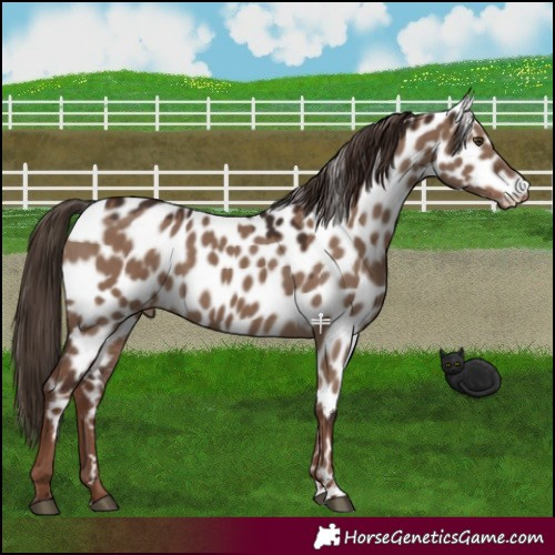 Horse Color:Liver Red Dun Appaloosa 