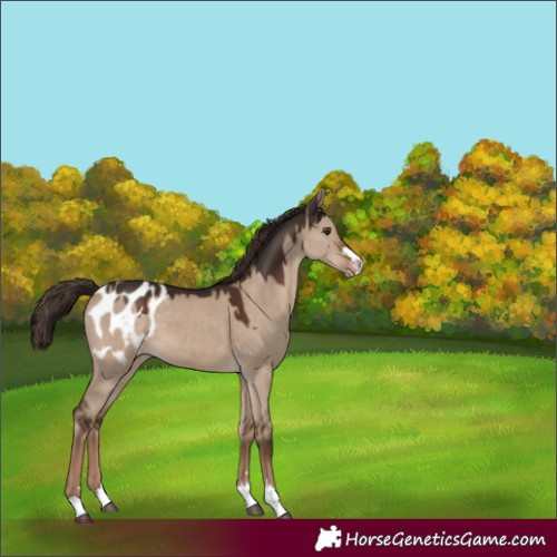 Horse Color:Liver Red Dun Appaloosa 