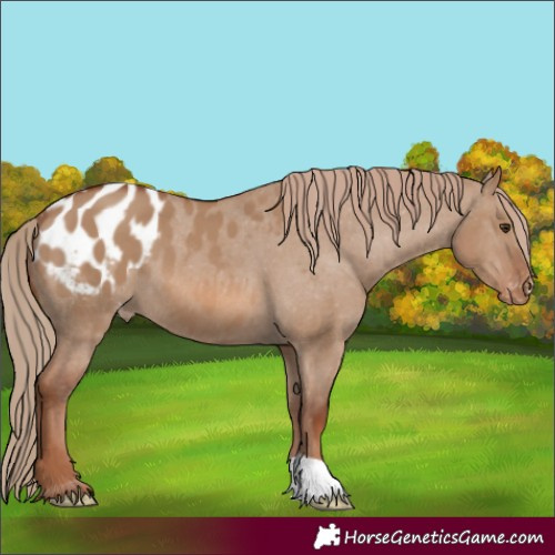 Horse Color:Red Dun Appaloosa 