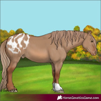 Horse Color:Red Dun Appaloosa 