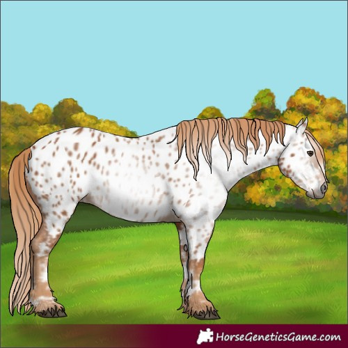 Horse Color:Gray Chestnut Appaloosa 