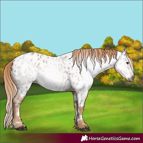 Horse Color:Gray Chestnut Near Leopard 