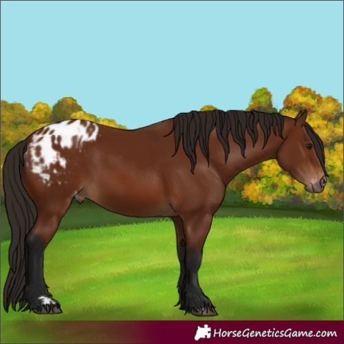 Horse Color:Gray Bay Appaloosa 