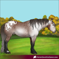 Horse Color:Gray Bay Appaloosa